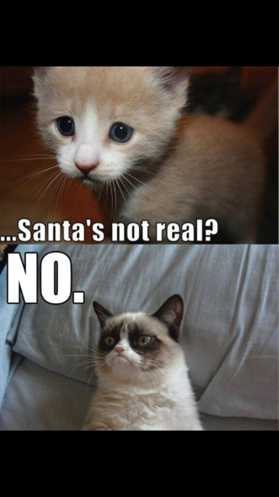 Top 10 funniest Grumpy cat memes! | Cats Amino