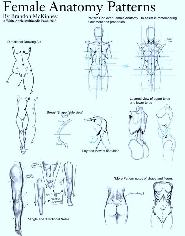 Female Anatomy-Drawing Tutorials | Wiki | Art Amino