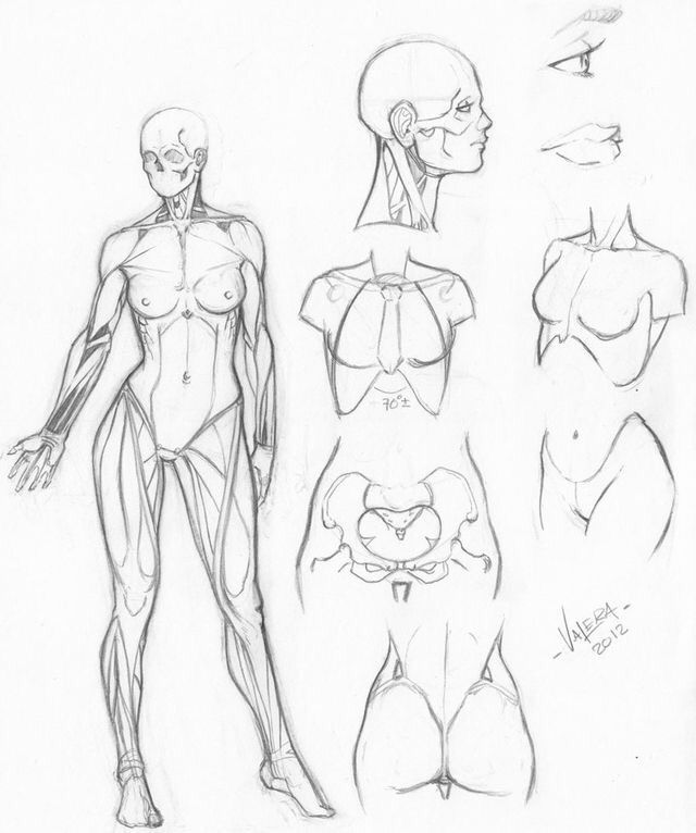 Female Anatomy Drawing Tutorials Wiki Art Amino