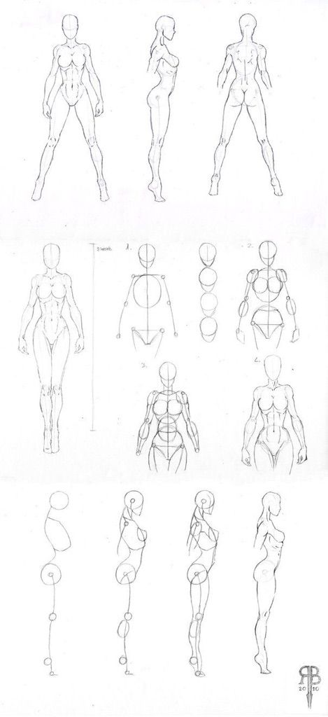 Female Anatomy-Drawing Tutorials | Wiki | Art Amino