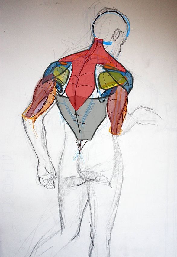 human male anatomy drawing