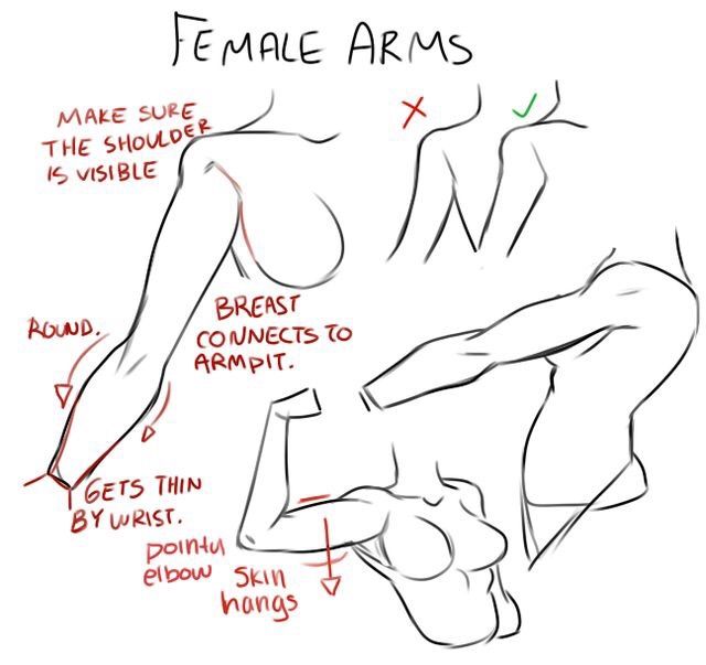 Female Anatomy-Drawing Tutorials | Wiki | Art Amino