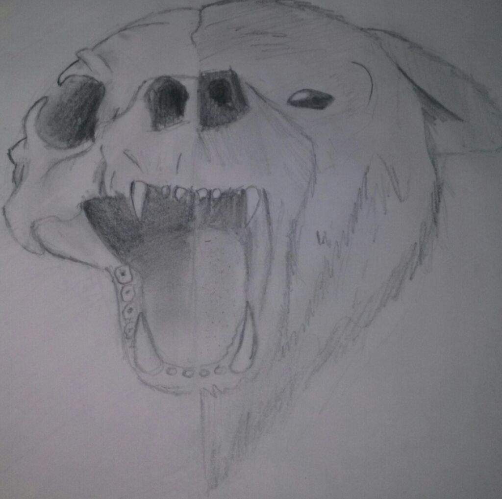 Half Bear Skull Half Bear Face Drawing Art Amino