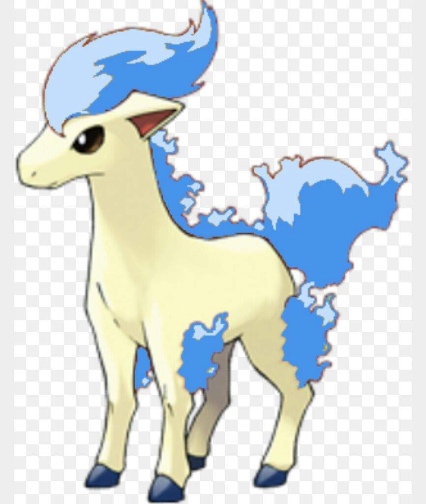 ponyta teddy