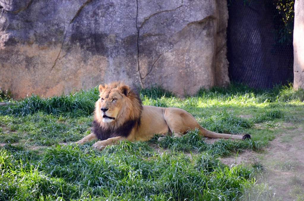 north-carolina-zoo-photography-amino