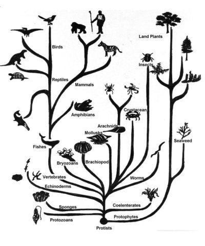 Get Charles Darwin Theory Of Evolution Gif