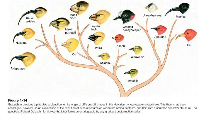 Darwin Theory Of Evolution Chart