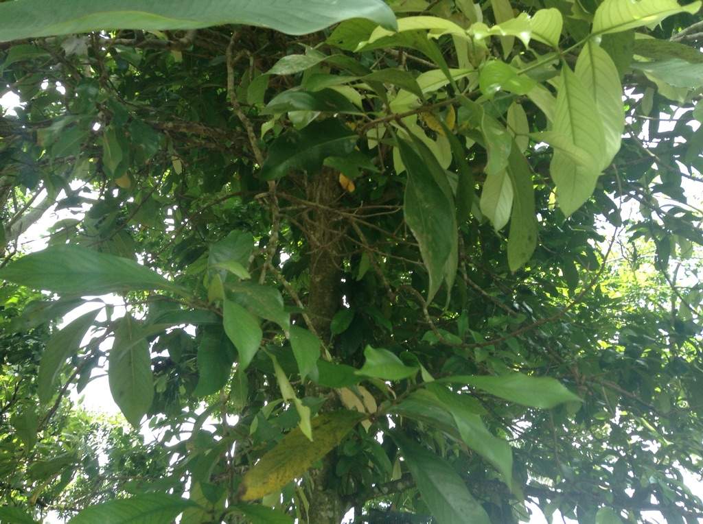 Jamaican Otaheiti Apple Trees / Jmaican Apple | Photography Amino