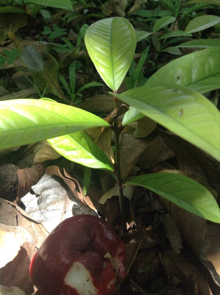 Jamaican Otaheiti Apple Trees / Jmaican Apple Photography Amino