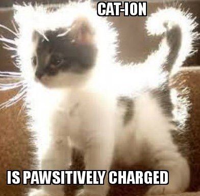 Cat Science Memes Science Amino