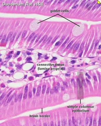 Histology | Wiki | Science Amino