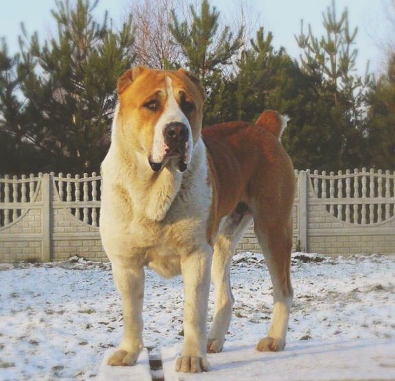 central asian mastiff