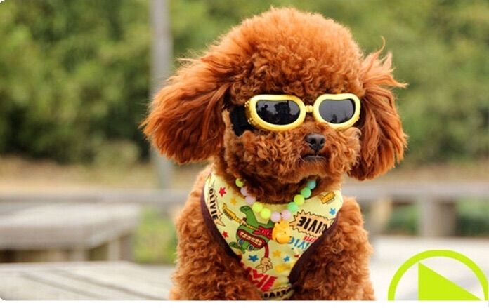 10 Dogs in Sunglasses ~ Now That's Nifty