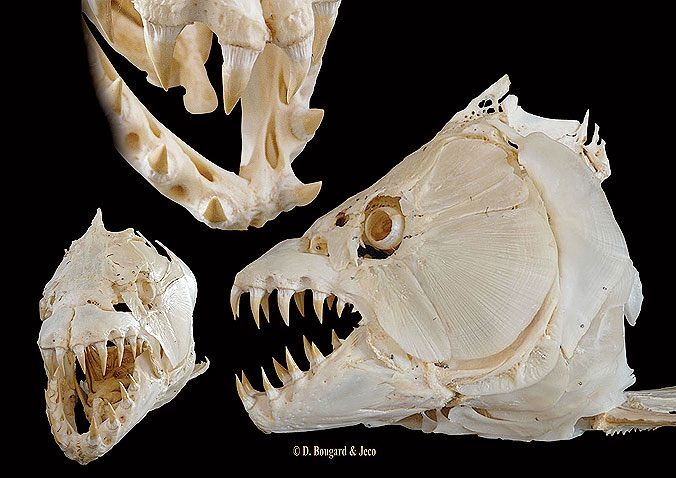 Sea Robin Fish Skull? | Horror Amino