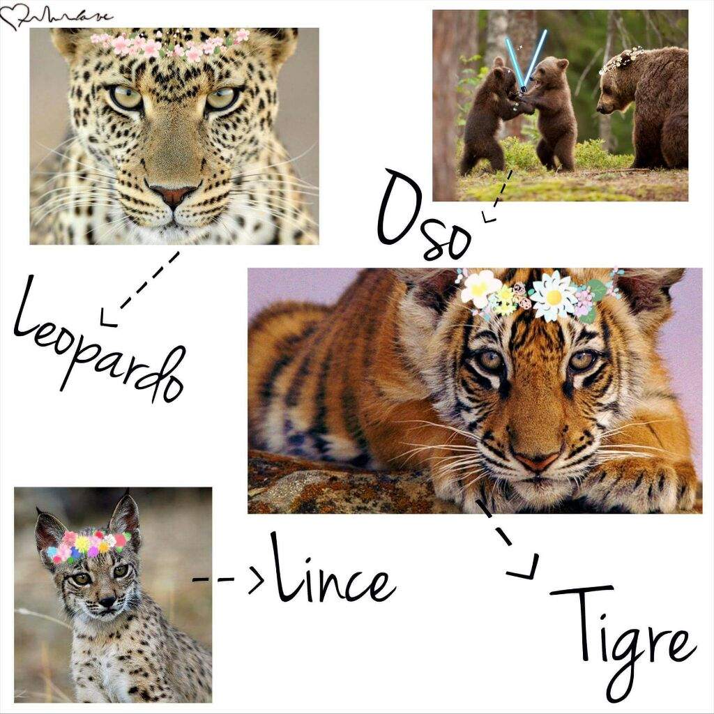 Flora y Fauna de Corea del Sur 🏵🐯🇰🇷 •KPop• Amino Flora y Fauna de Corea del Sur 🏵🐯🇰🇷 •KPop• Amino