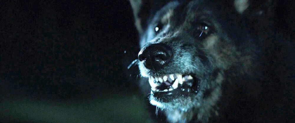 The Pack (2015) Movie Review | Horror Amino