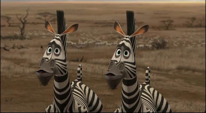 zebra of madagascar