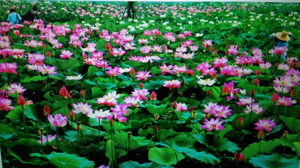 lotus festival korea
