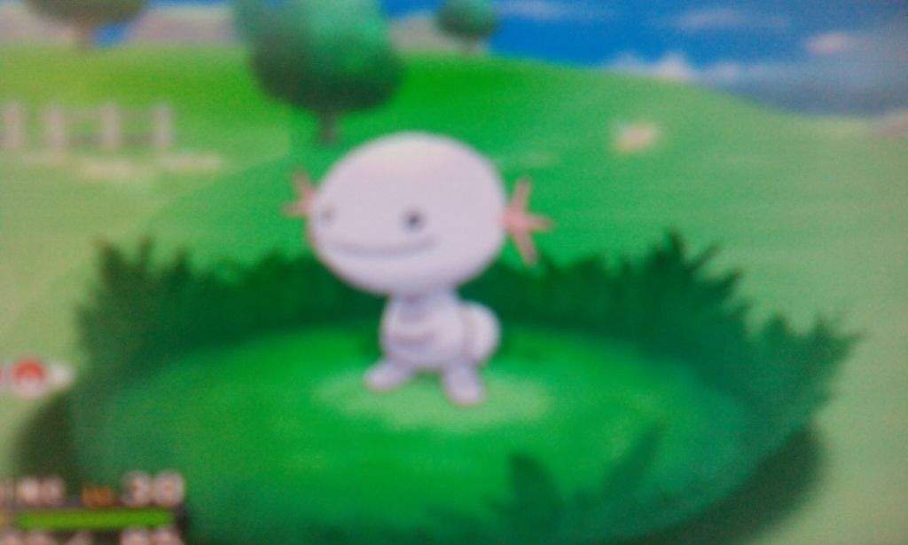 Shiny Wooper Pok Mon Amino   E13bb18e65276740bf61c9e896121b6ab0078d39 Hq 