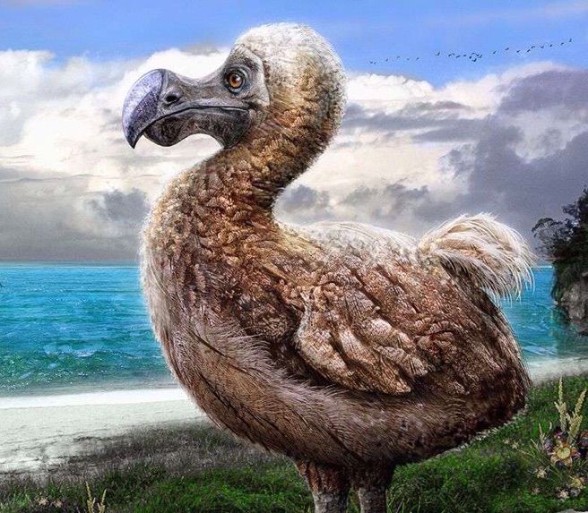 Photo Of A Dodo Bird ~ (must Watch!) Dodo Bird Found On Island ...