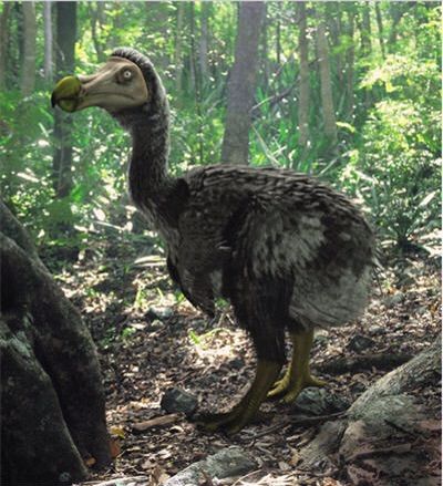 real dodo dinosaur