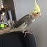 amino-Cockatiels❤️-b33929ef