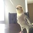 amino-Cockatiels❤️-d1b16bdb