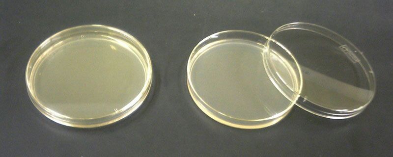 Agar Plating How Petri Dishes Are Protected From Contamination Science Amino