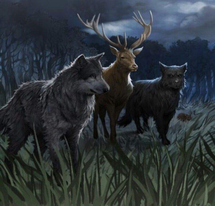 the-marauders-wiki-harry-potter-amino