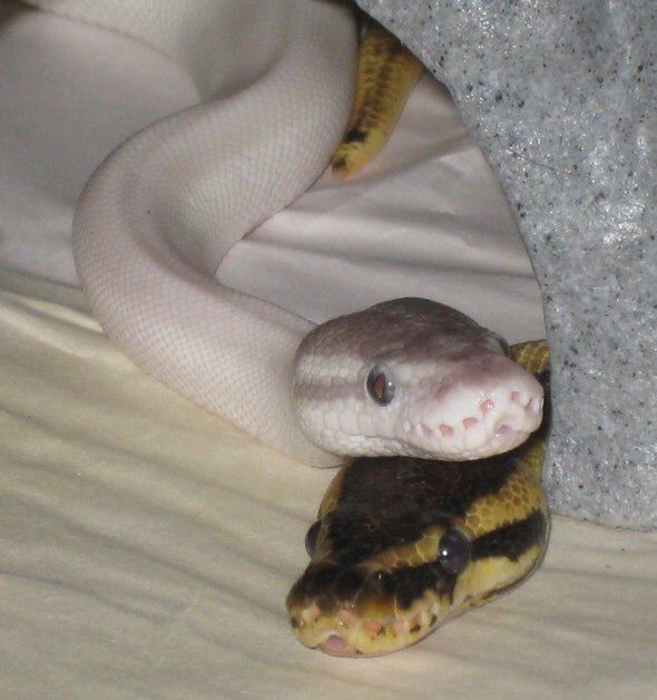 Ball Python | Wiki | Ball pythons Amino