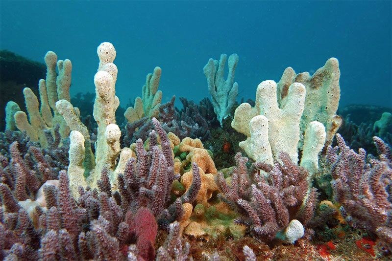 Blog 13 Phylum Porifera  Science Amino