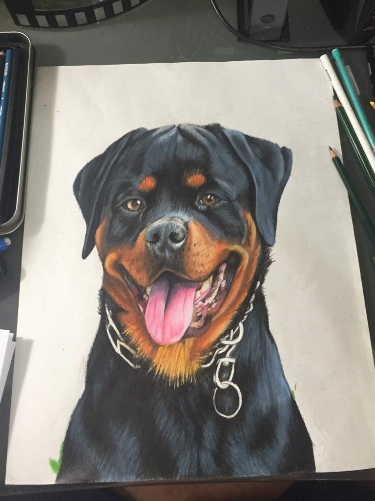 Dibujando a mi perro (Rottweiler) | •Arte Amino• Amino