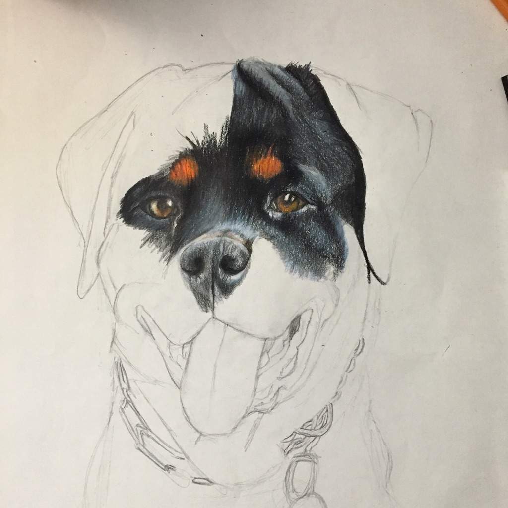 Dibujando a mi perro (Rottweiler) | •Arte Amino• Amino