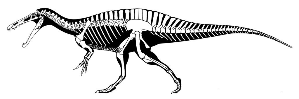 suchomimus bones