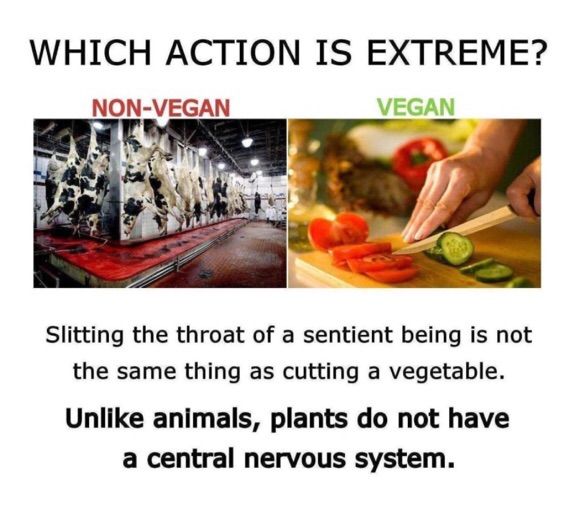 Do Plants Feel Pain? Vegan Amino