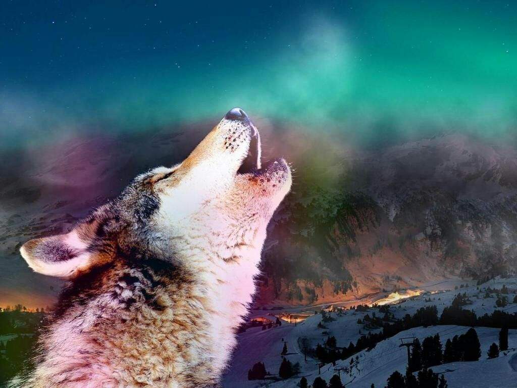 Lobos que encantan a la gente | •Chic@s Lobo Amino• Amino