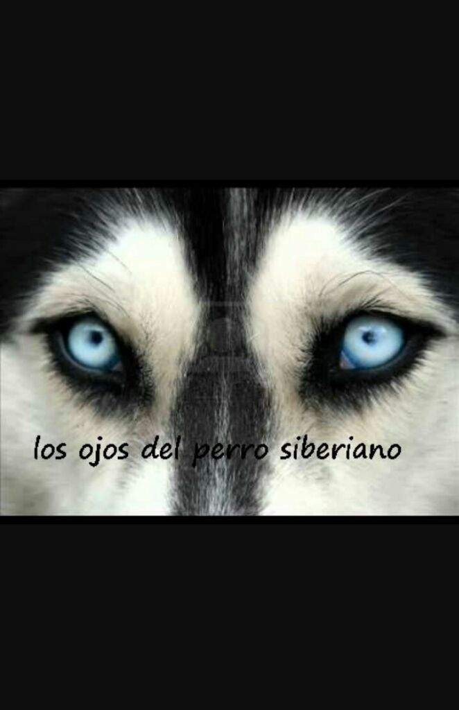 RESEÑA Los Ojos del Perro Siberiano • Libros • Amino RESEÑA Los Ojos del Perro Siberiano • Libros • Amino