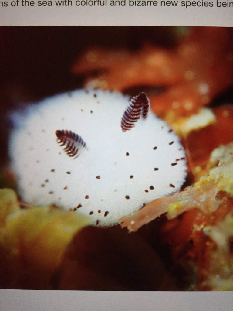 sea bunnies plush