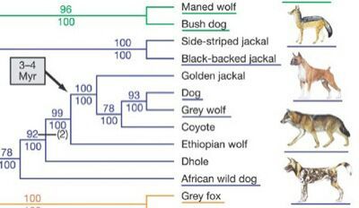 are all dogs evolved from wolves