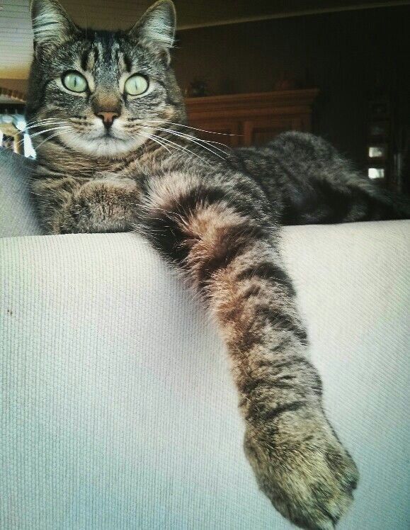 European Shorthair Cats Amino