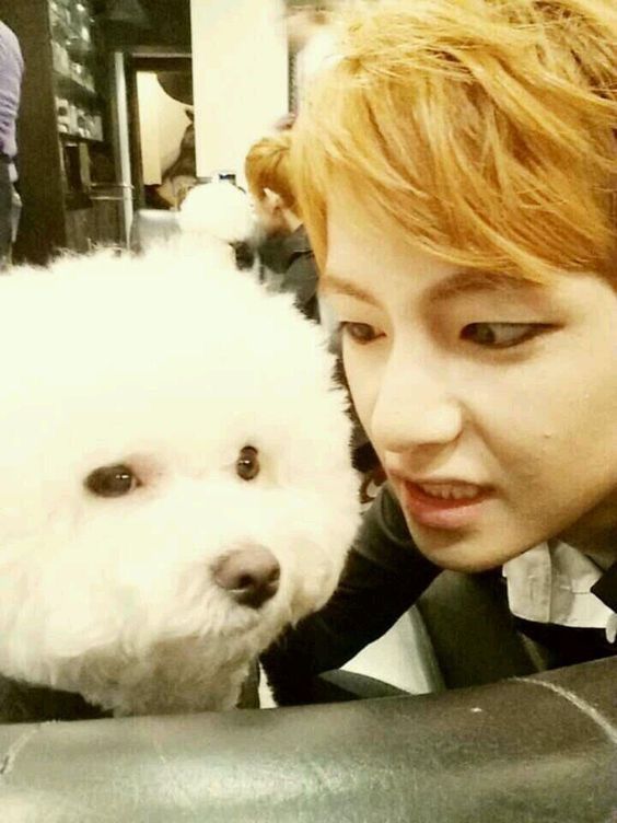 BTS PETS | K-Pop Amino