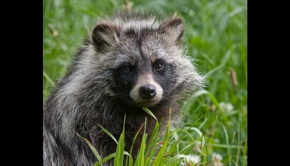 Curiosidades sobre los TANUKI! 🐾 •Anime• Amino