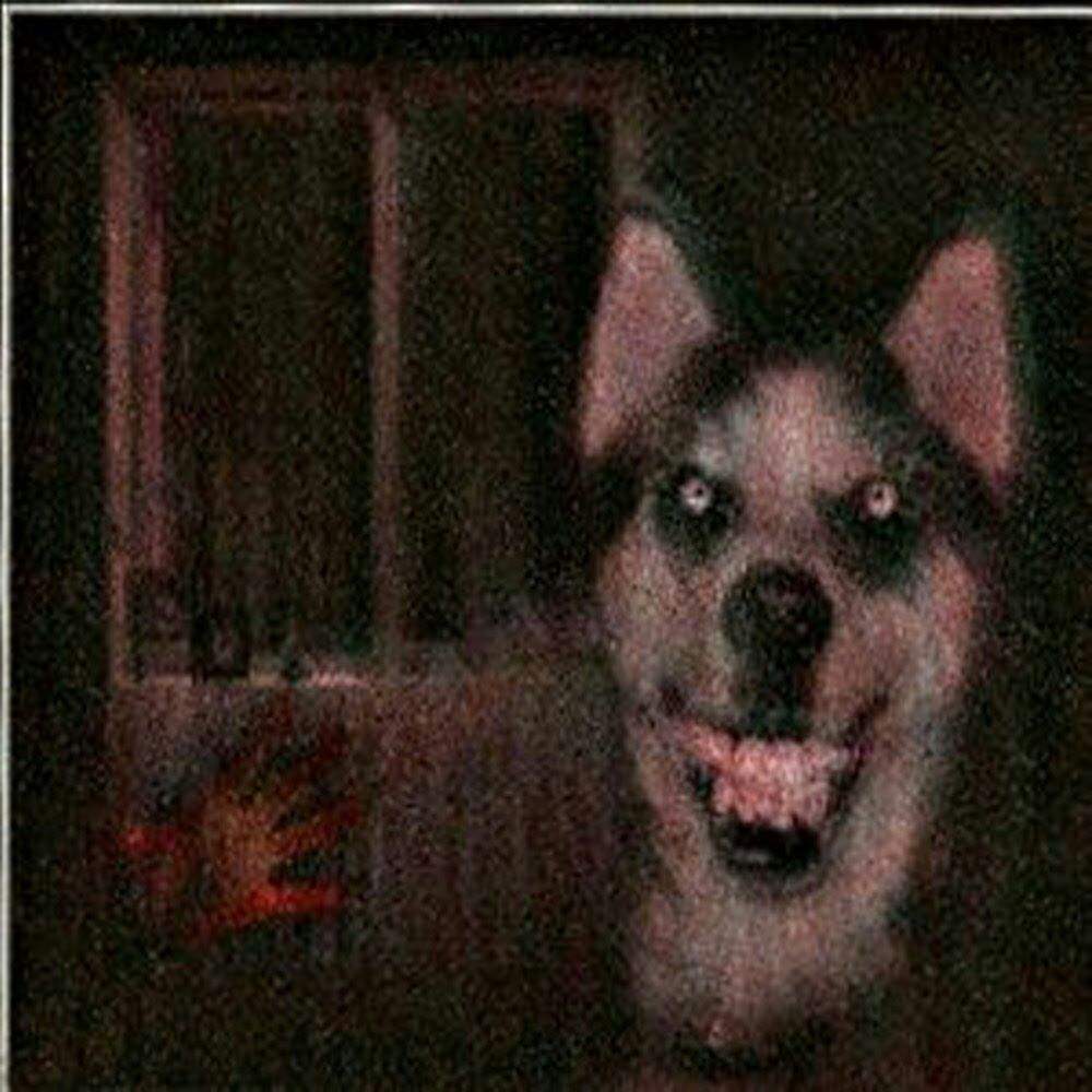SMILE DOG | Terror Amino