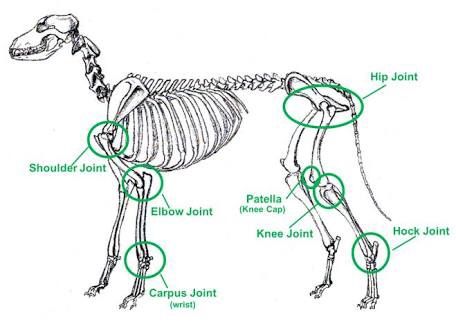 Anatomy of The Wolf | Wiki | Wolf Amino Amino