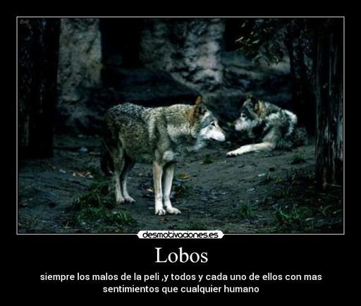 Lobos | Furry Español Amino