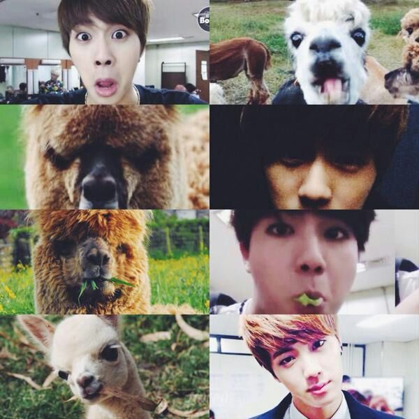 Resultado de imagen para jin looks like a alpaca