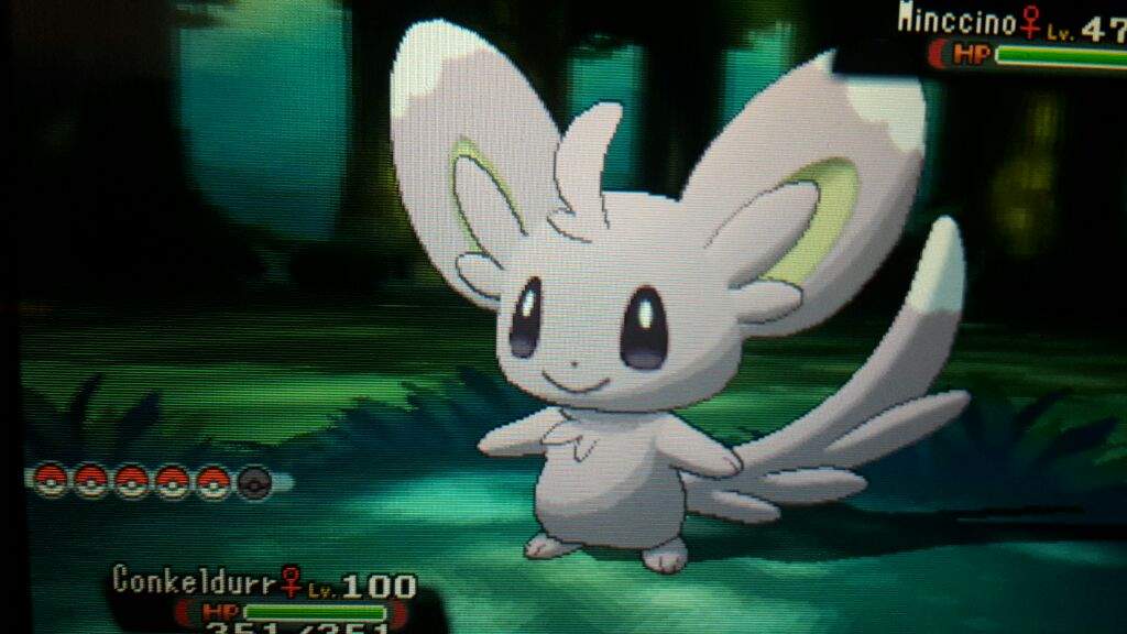 shiny minccino pokémon amino
