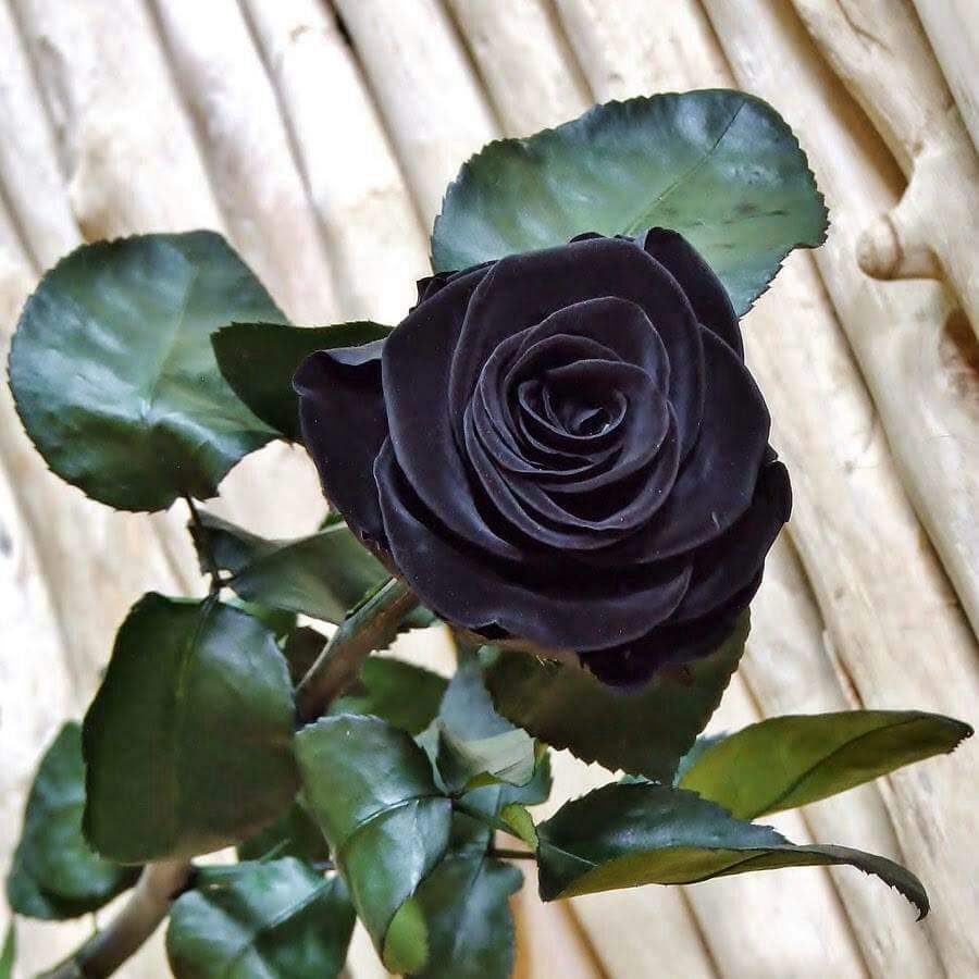El color perfecto para una rosa 🌹 | Terror Amino