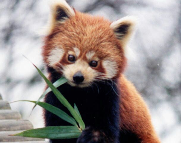 Featured image of post Imagenes De Panda Rojo Kawaii