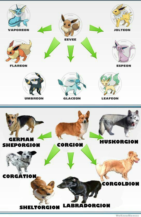 We Have Are Real Life Eevee Pokemon Amino